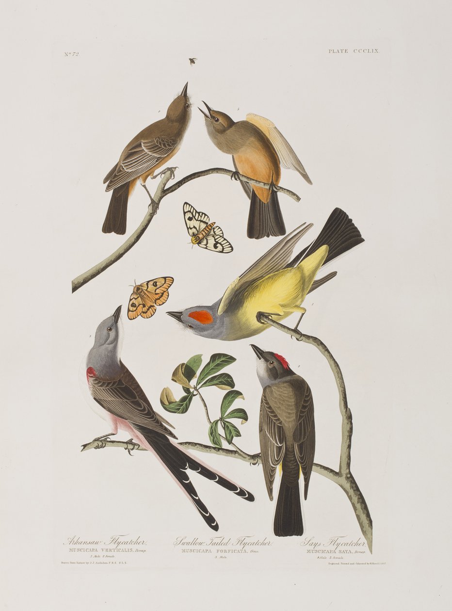 Illustration från "Birds of America" av John James Audubon