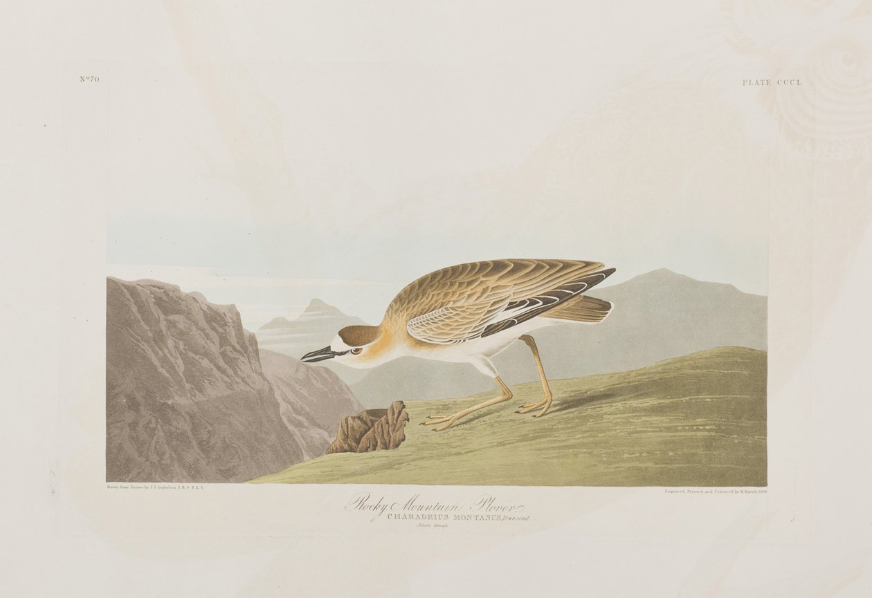 Illustration från "Birds of America" av John James Audubon