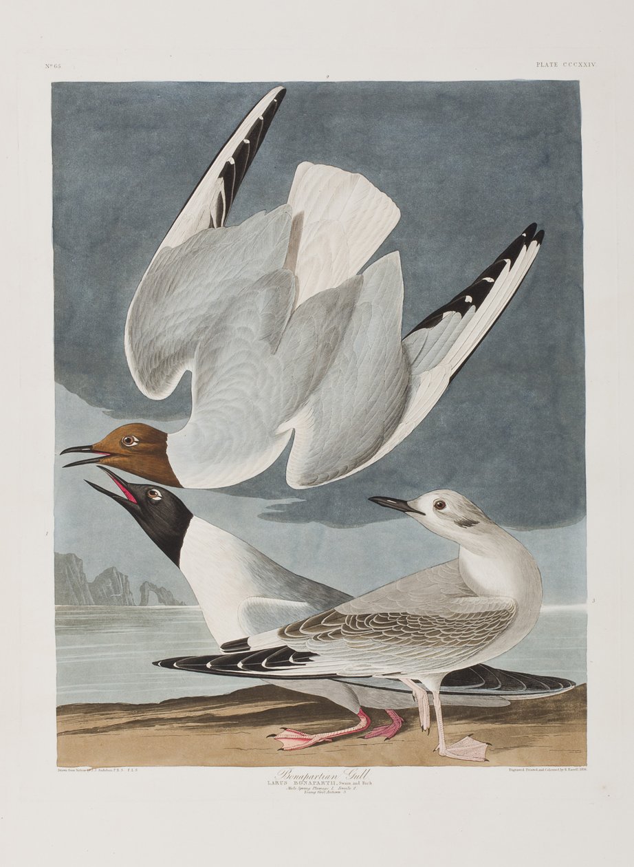 Illustration från "Birds of America" av John James Audubon