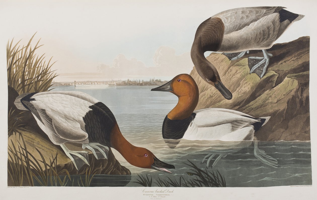 Illustration från "Birds of America" av John James Audubon