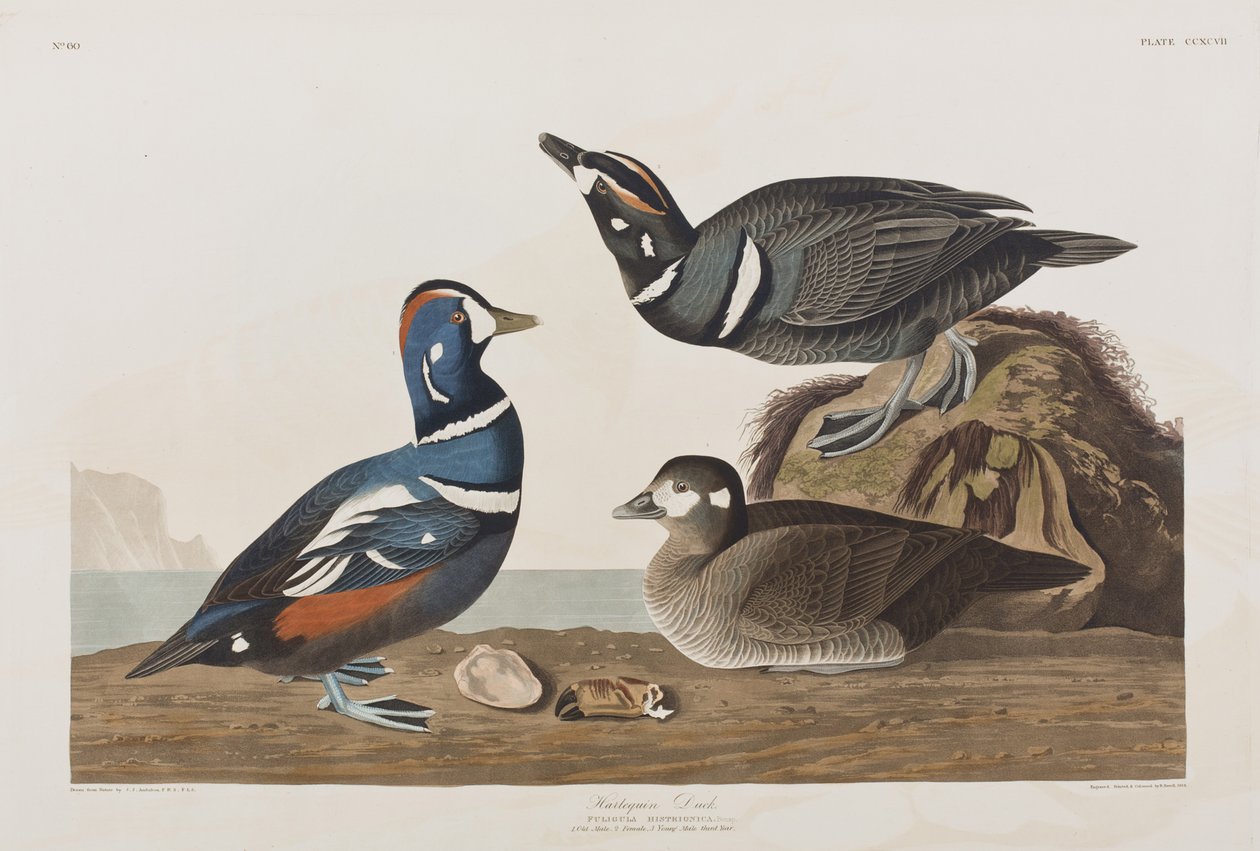 Illustration från "Birds of America" av John James Audubon