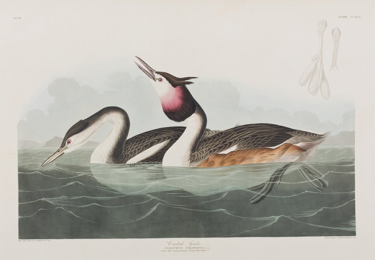 Illustration från "Birds of America" av John James Audubon