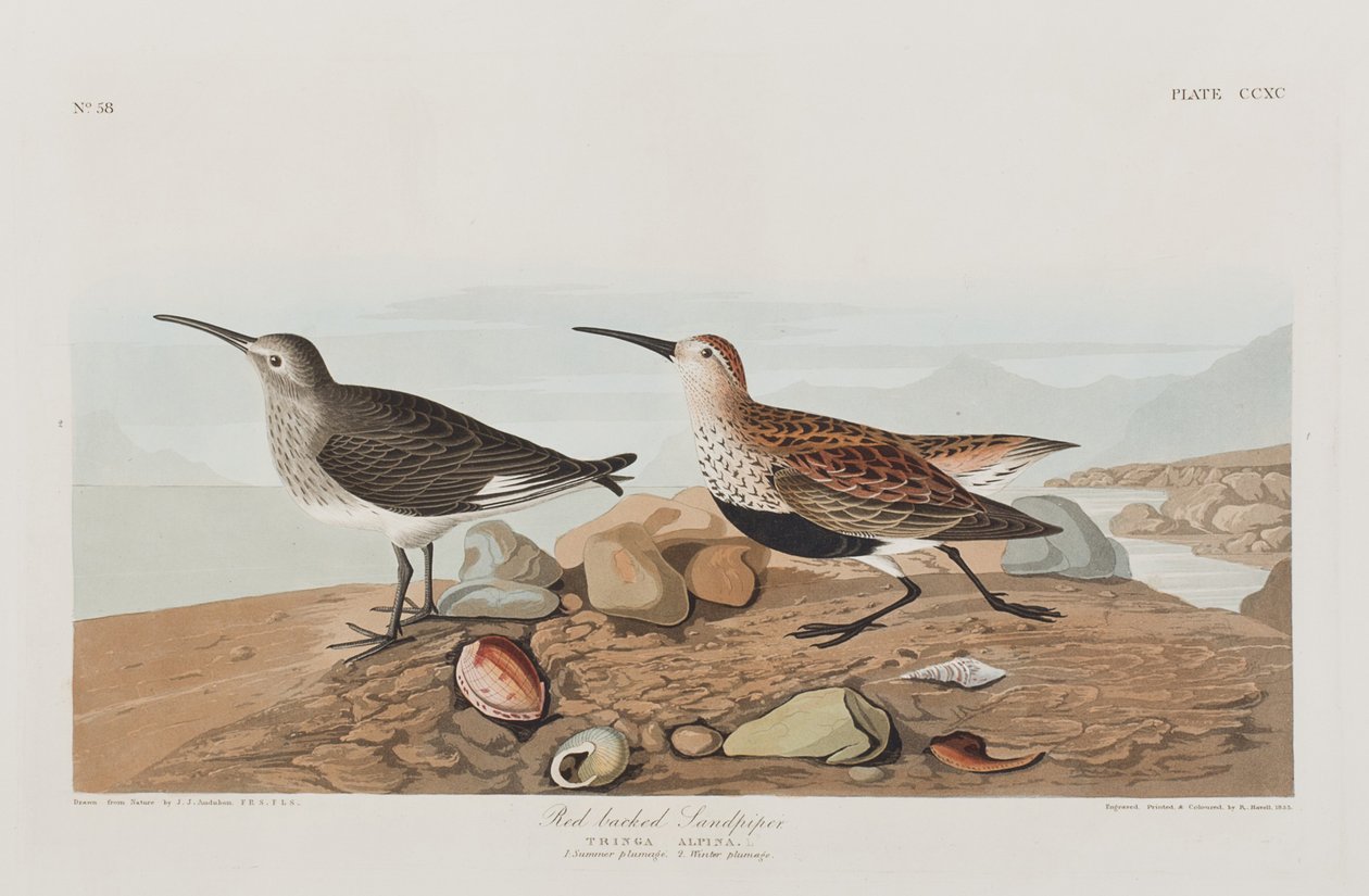 Illustration från "Birds of America" av John James Audubon