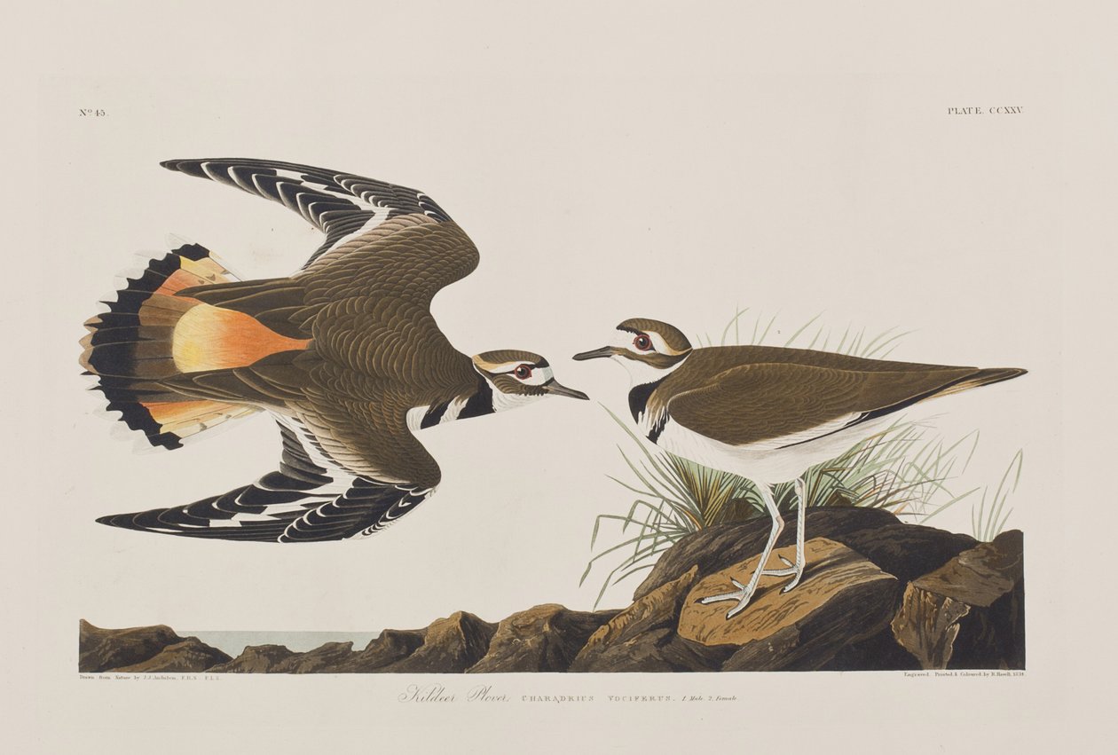 Illustration från "Birds of America" av John James Audubon