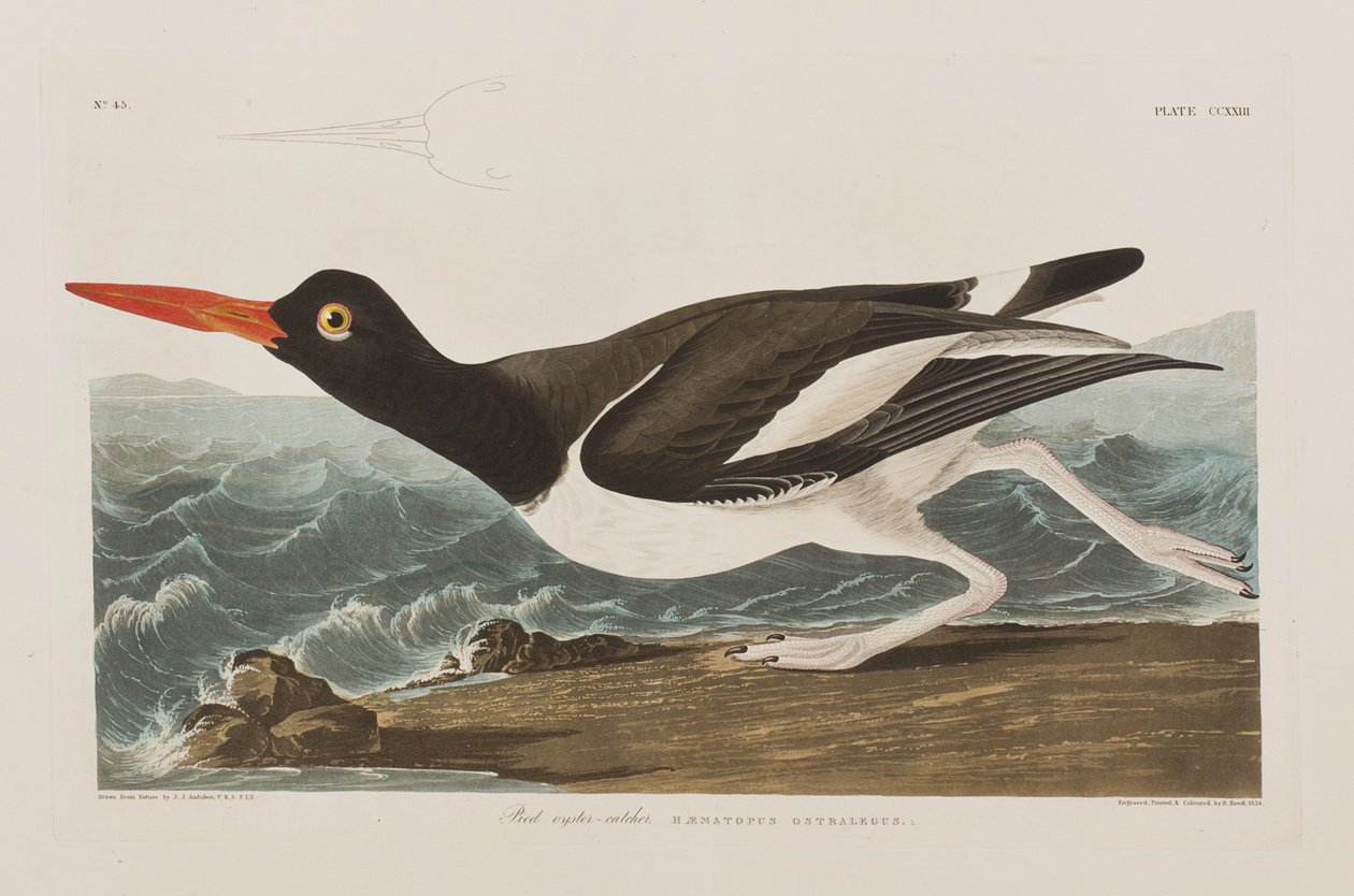 Illustration från "Birds of America" av John James Audubon