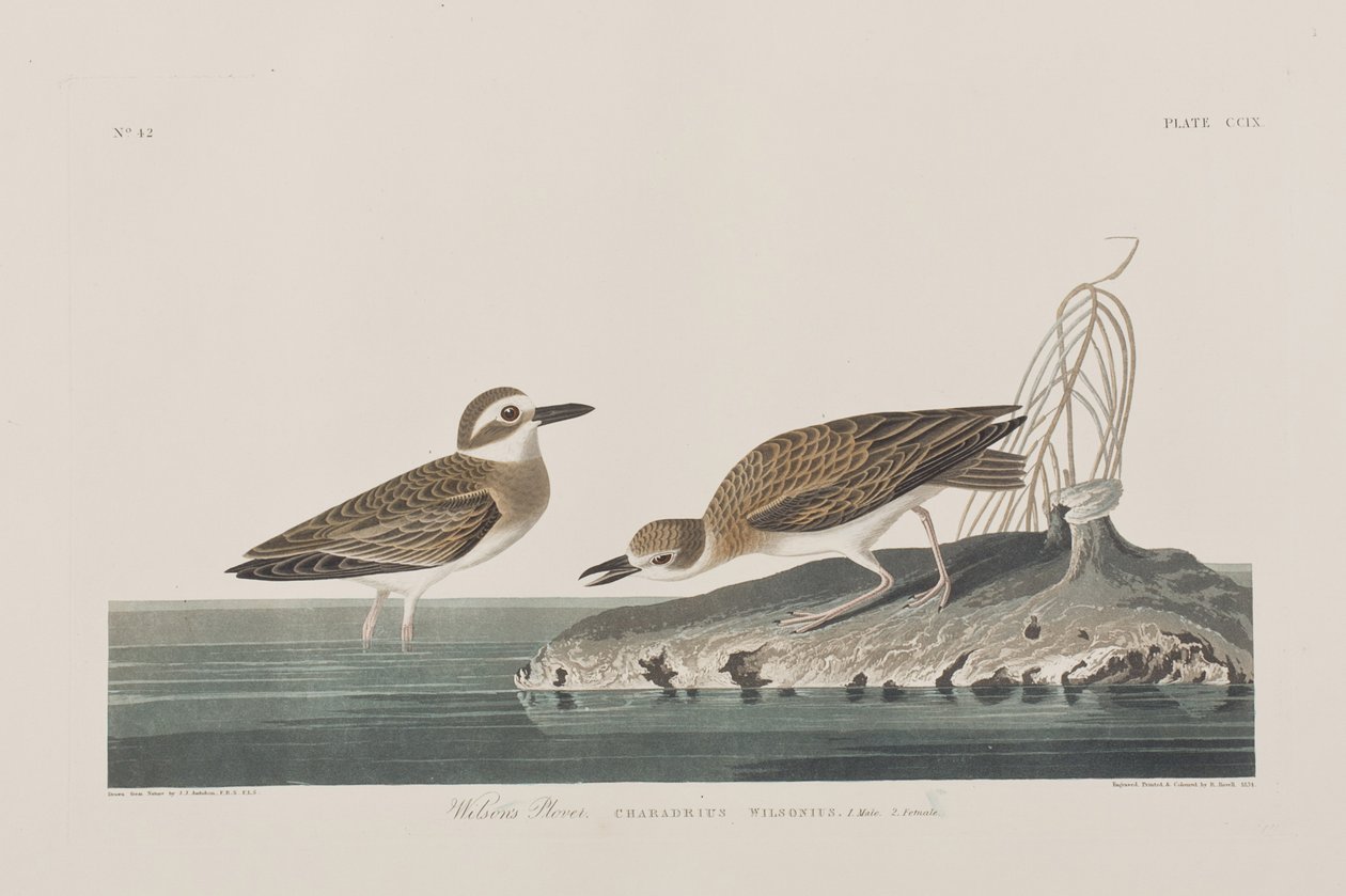 Illustration från "Birds of America" av John James Audubon