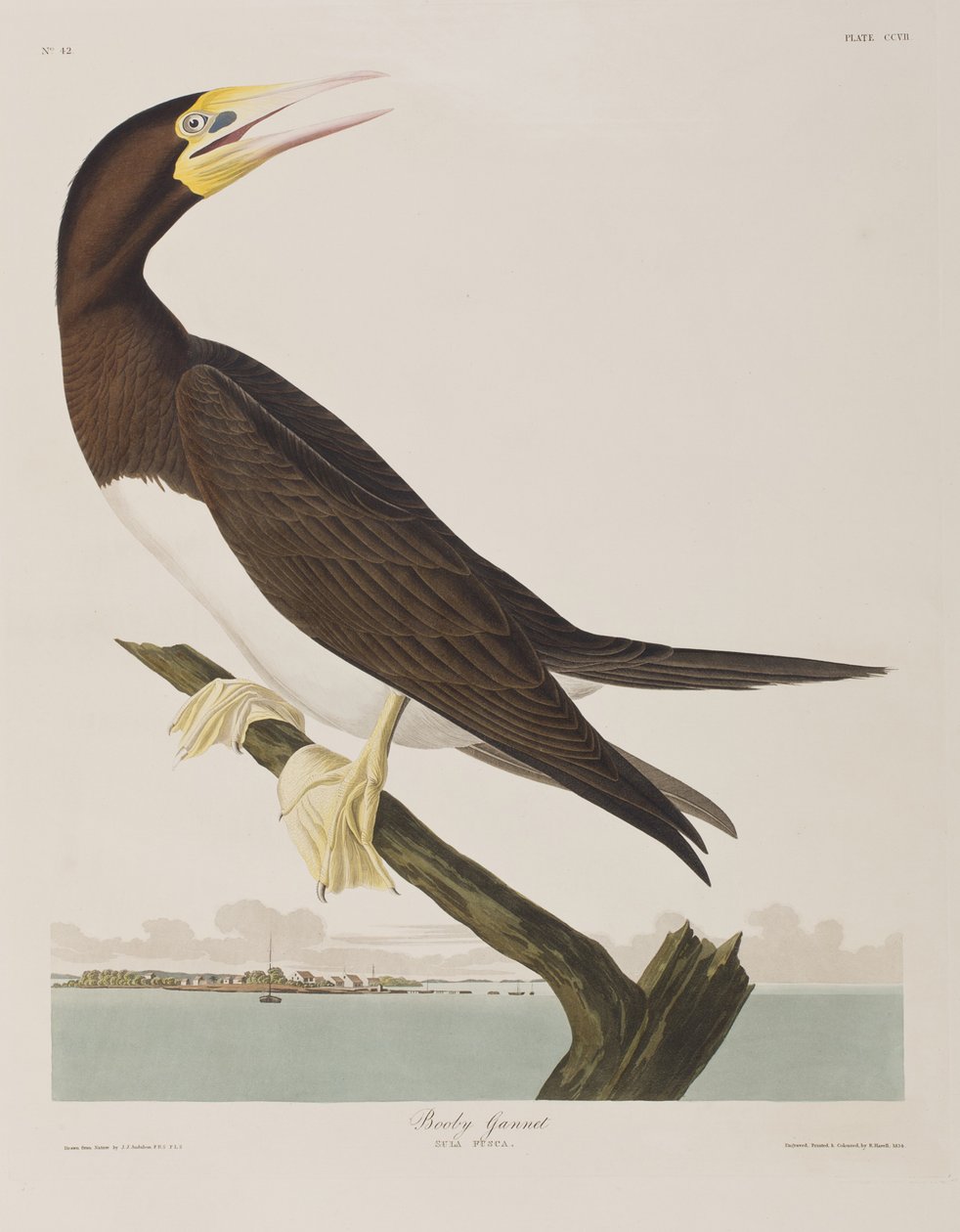 Illustration från "Birds of America" av John James Audubon