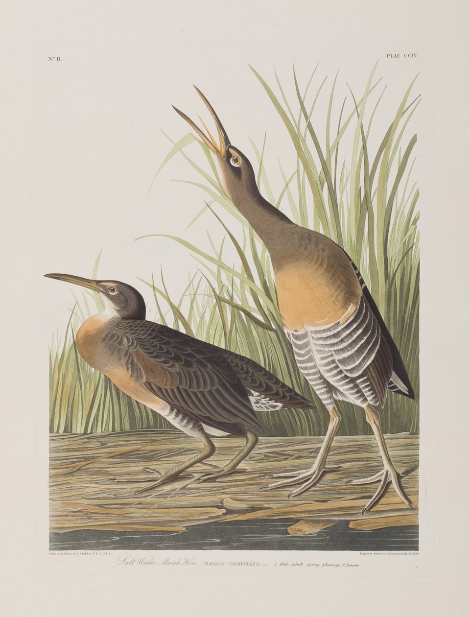 Illustration från "Birds of America" av John James Audubon