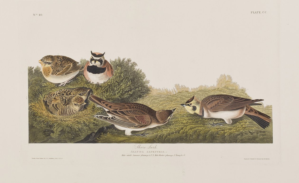 Illustration från "Birds of America" av John James Audubon