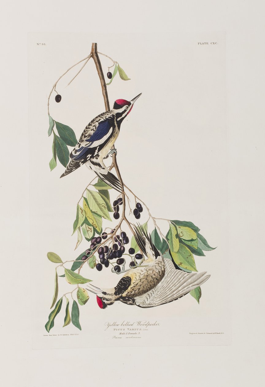 Illustration från "Birds of America" av John James Audubon