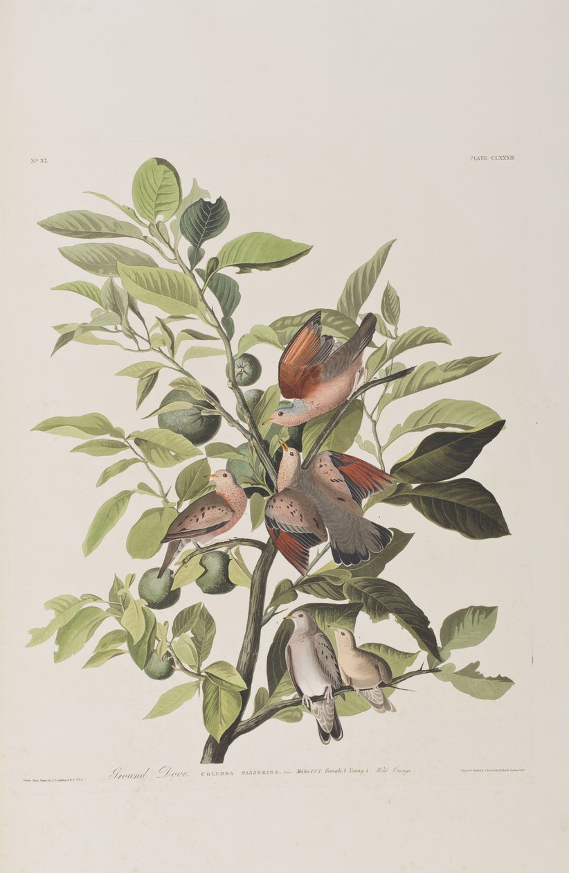 Illustration från "Birds of America" av John James Audubon