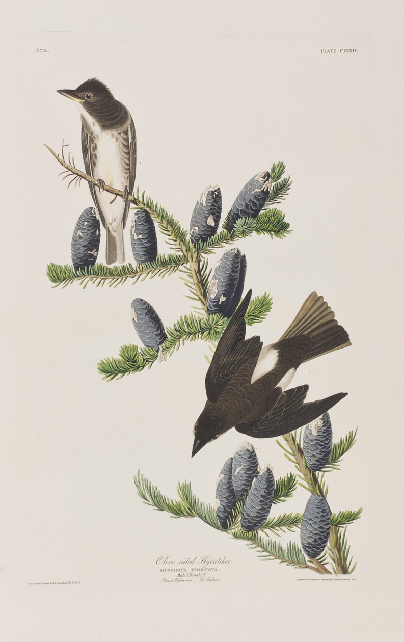 Illustration från "Birds of America" av John James Audubon