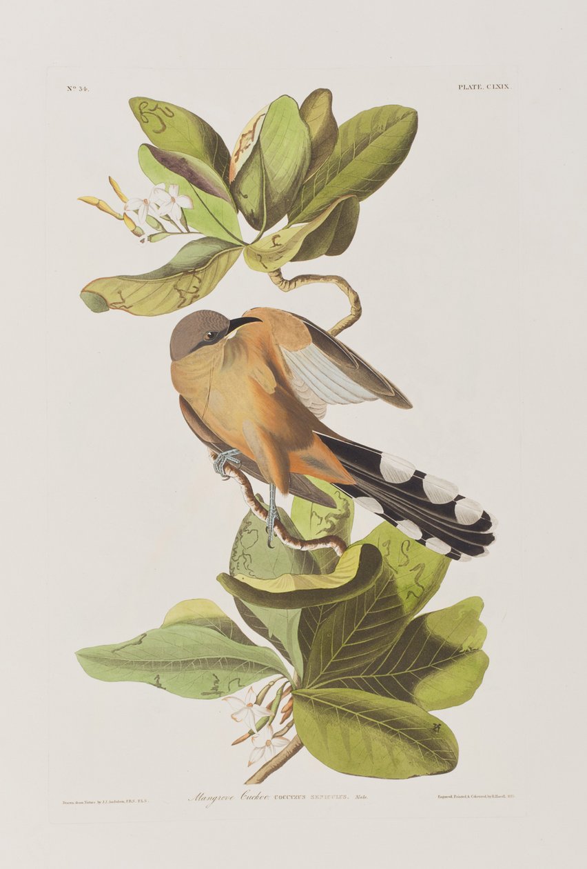 Illustration från "Birds of America" av John James Audubon