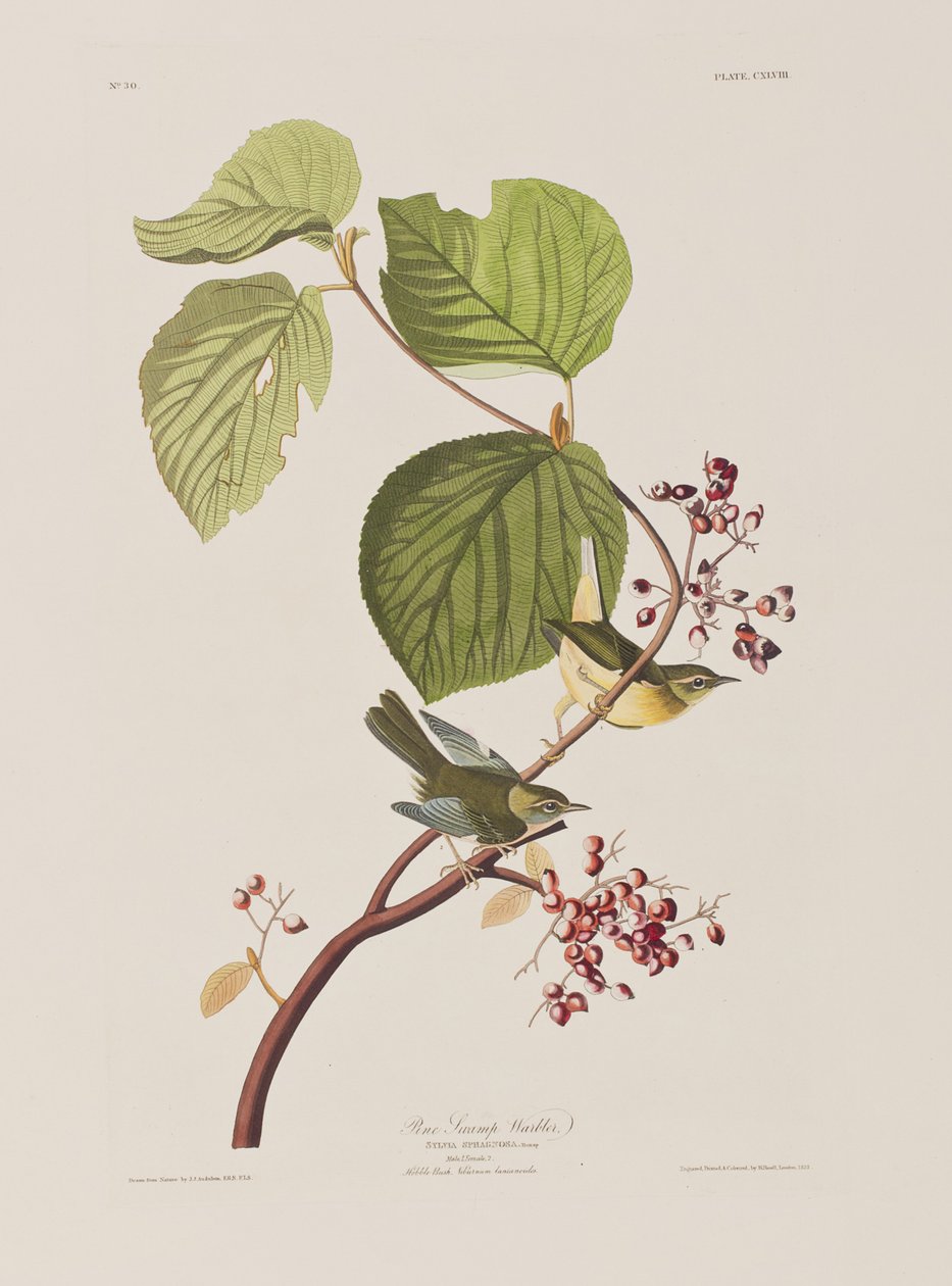 Illustration från "Birds of America" av John James Audubon