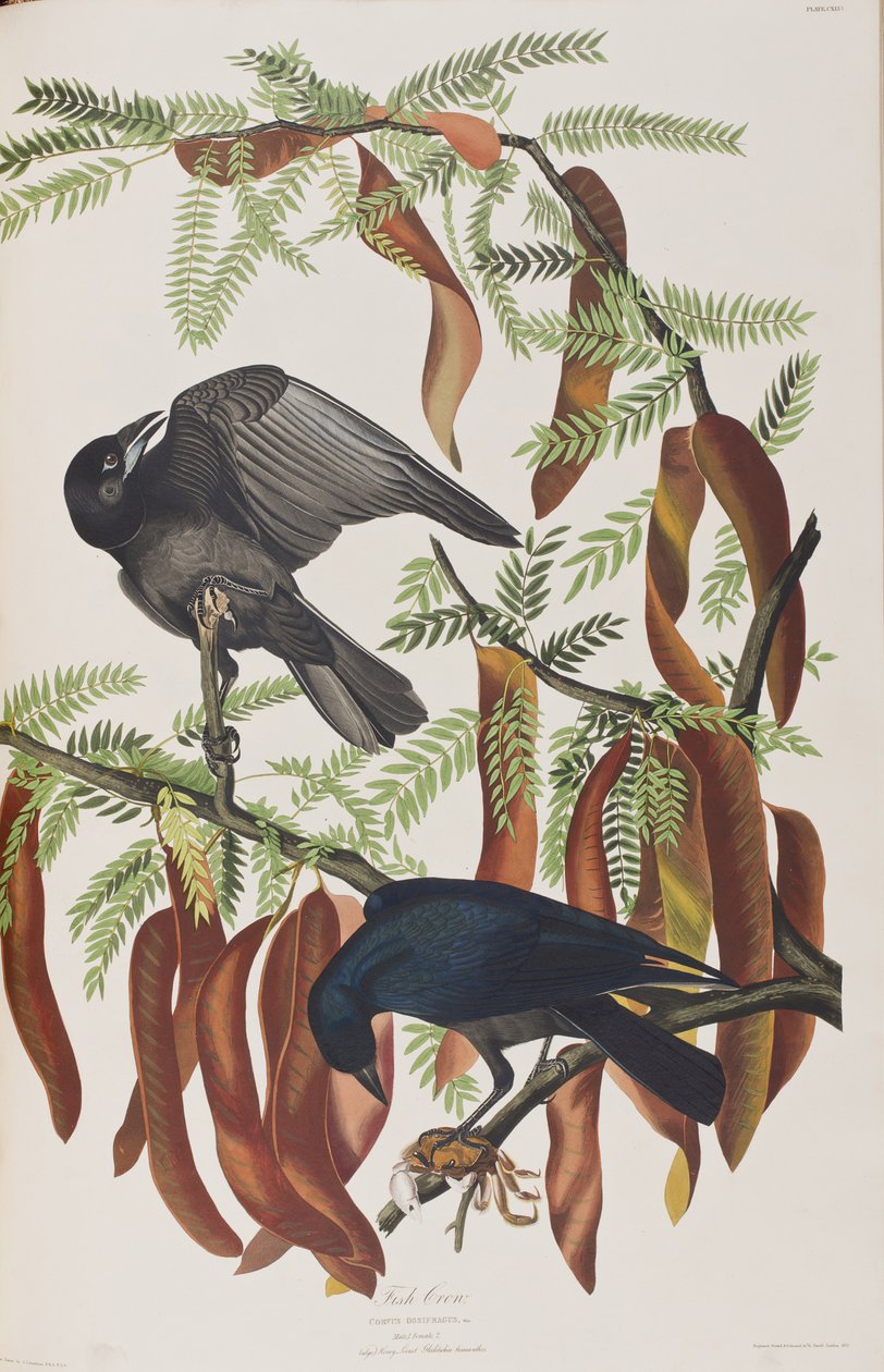 Illustration från "Birds of America" av John James Audubon