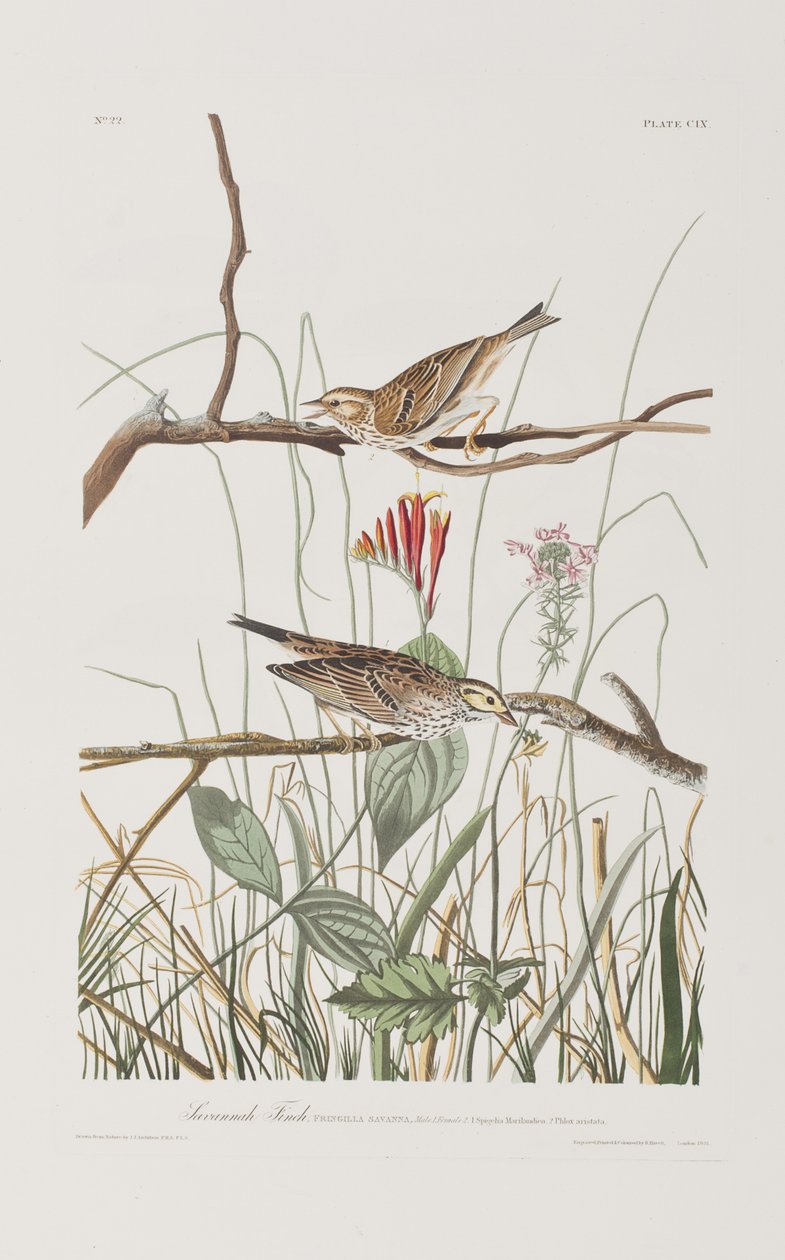 Illustration från "Birds of America" av John James Audubon
