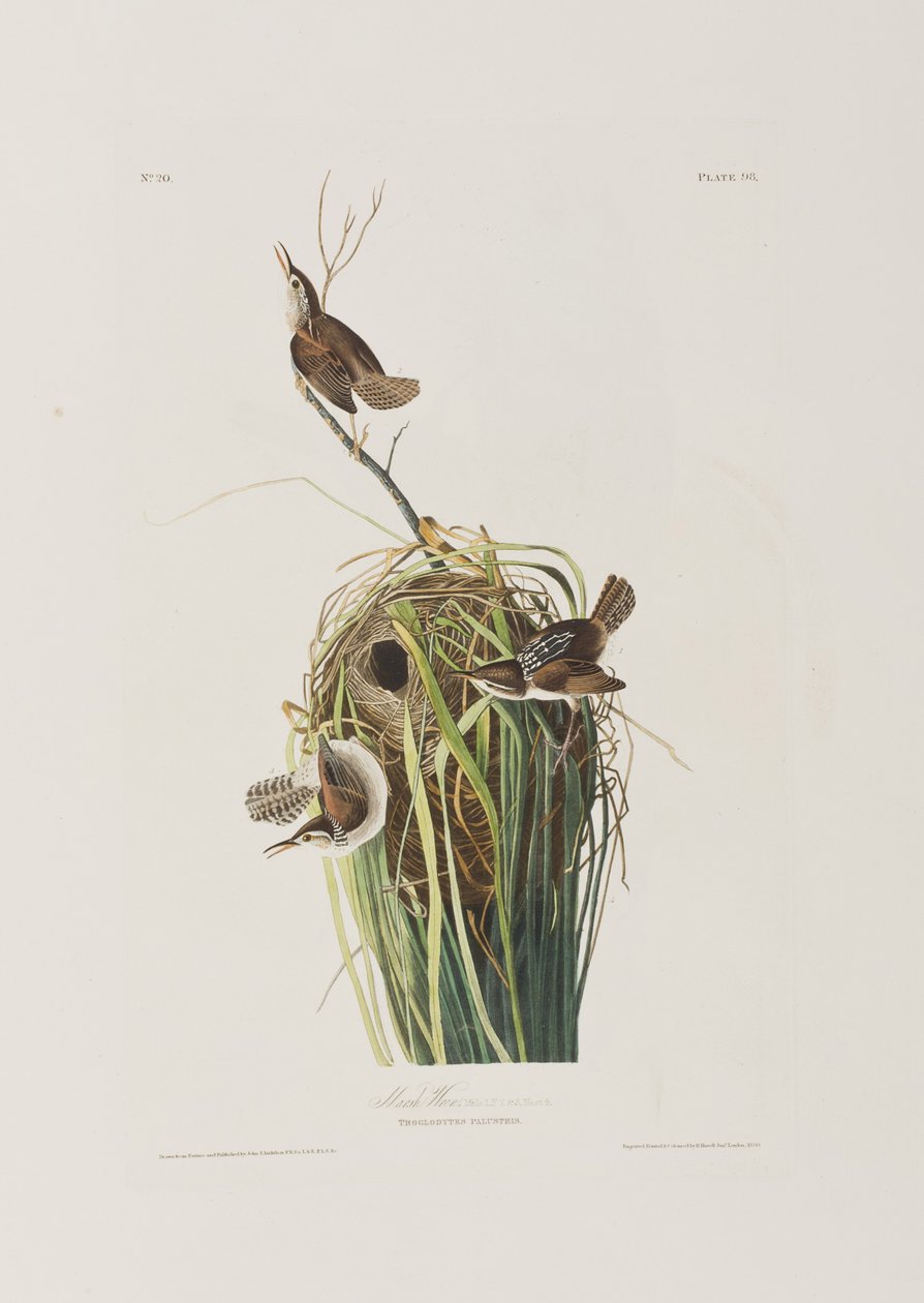Illustration från "Birds of America" av John James Audubon