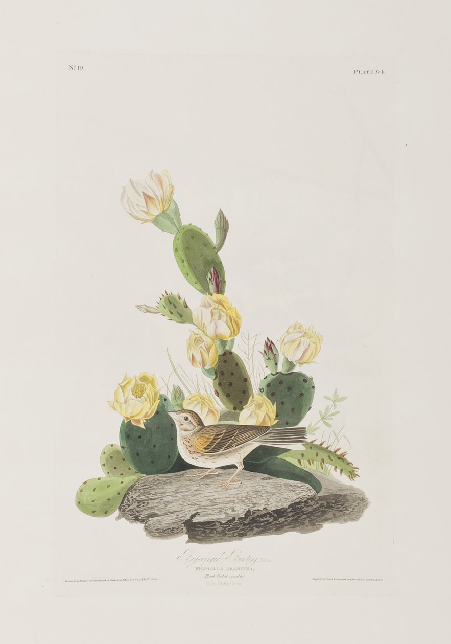 Illustration från "Birds of America" av John James Audubon