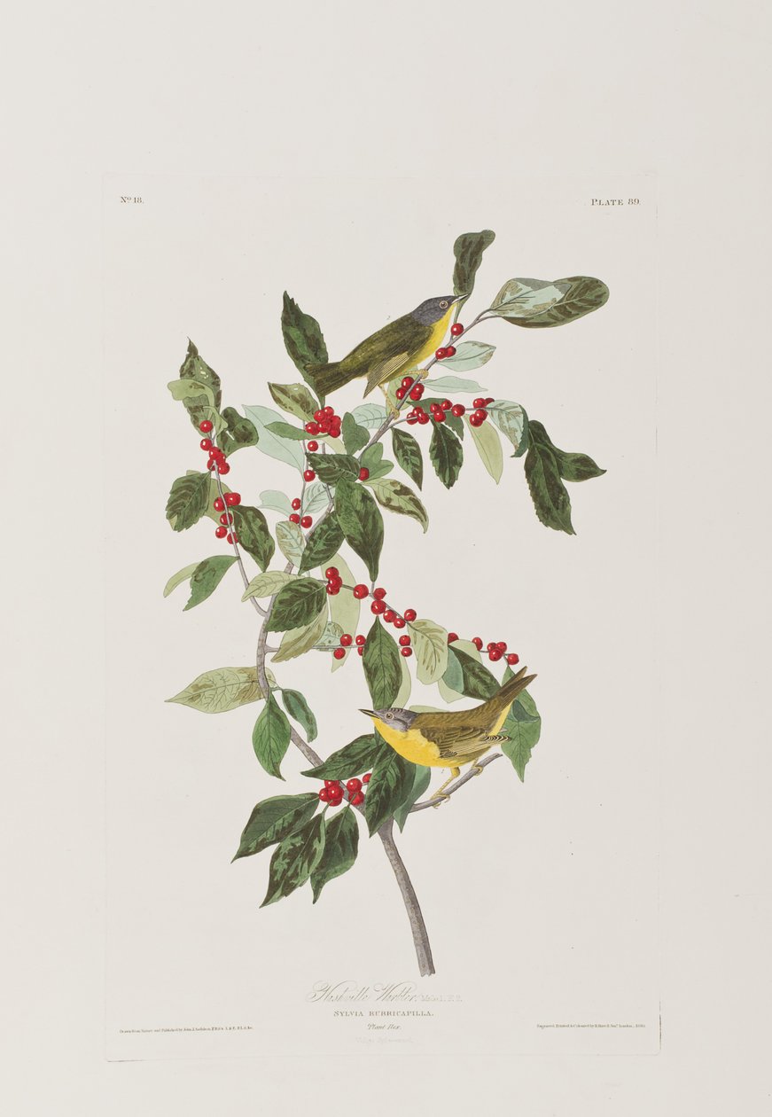 Illustration från "Birds of America" av John James Audubon