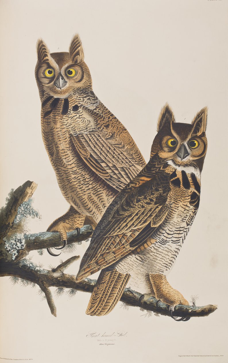 Illustration från "Birds of America" av John James Audubon