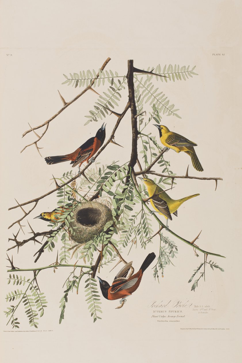 Illustration från "Birds of America" av John James Audubon
