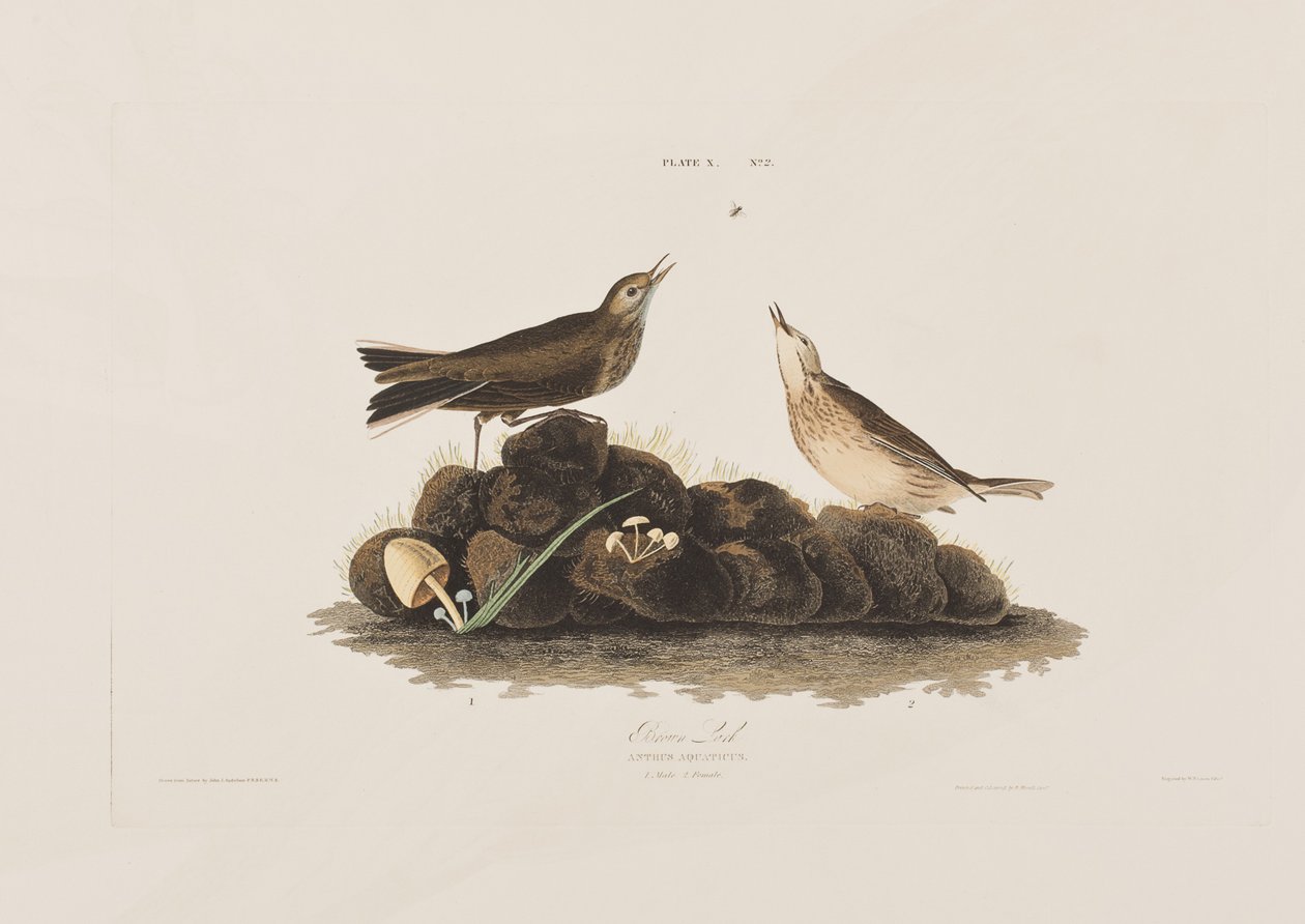 Illustration från "Birds of America" av John James Audubon