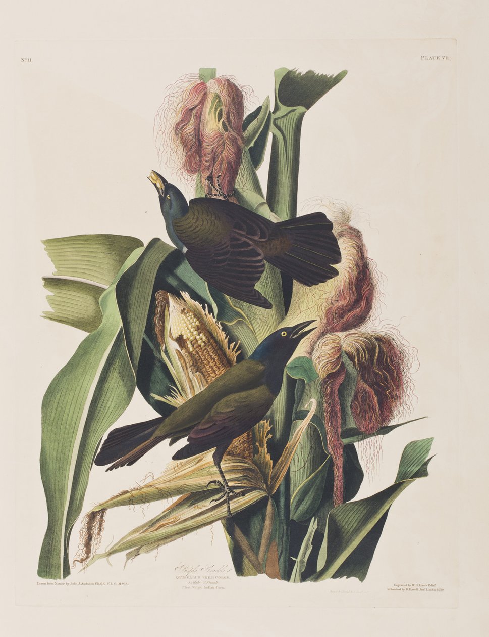 Illustration från "Birds of America" av John James Audubon