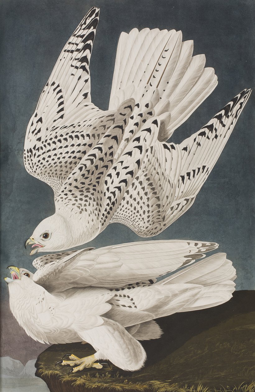Illustration från "Birds of America" av John James Audubon
