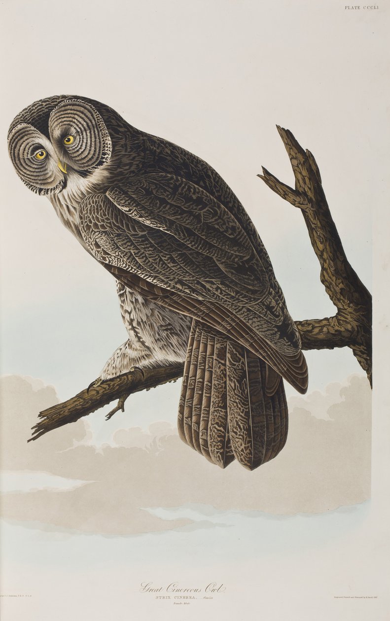 Illustration från "Birds of America" av John James Audubon