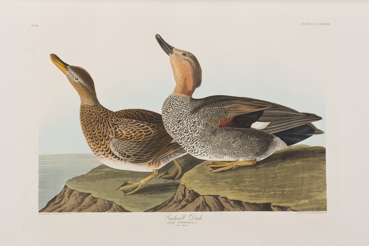Illustration från "Birds of America" av John James Audubon