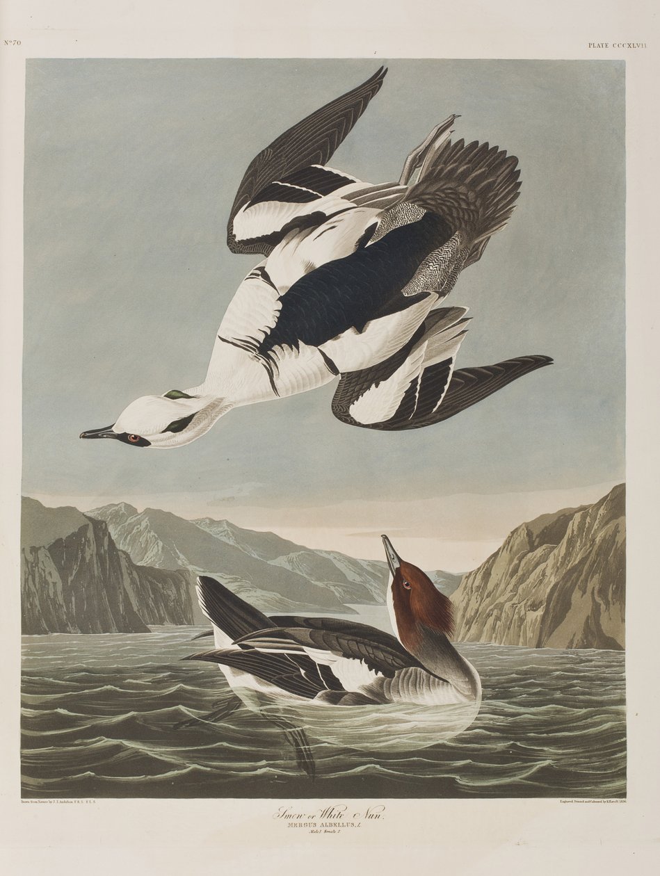 Illustration från "Birds of America" av John James Audubon
