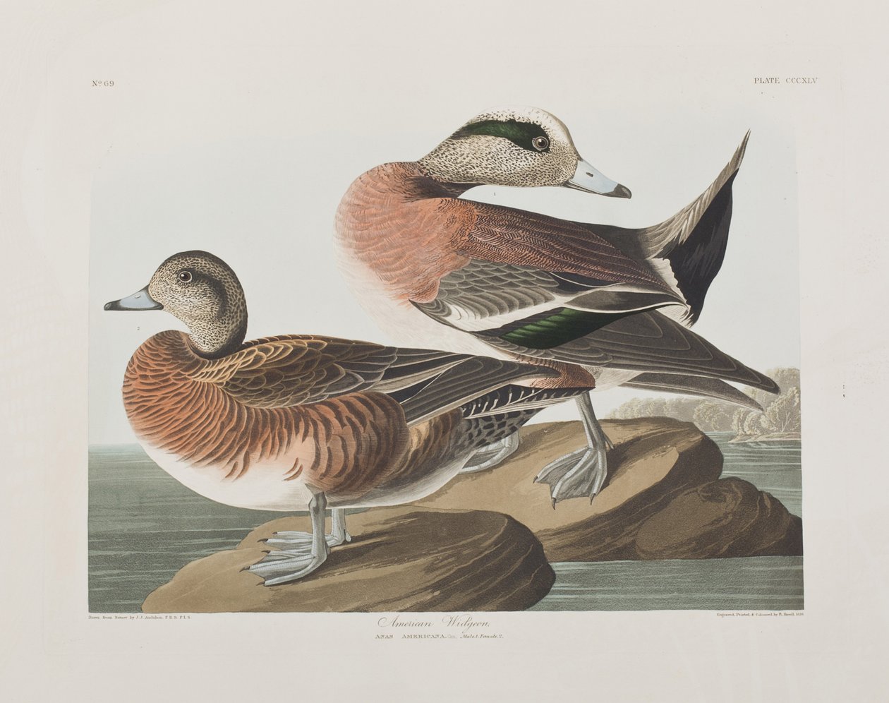 Illustration från "Birds of America" av John James Audubon