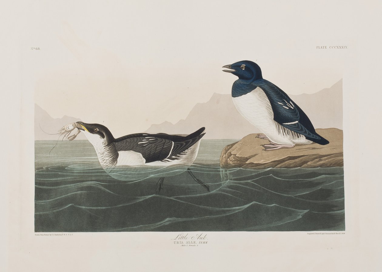 Illustration från "Birds of America" av John James Audubon