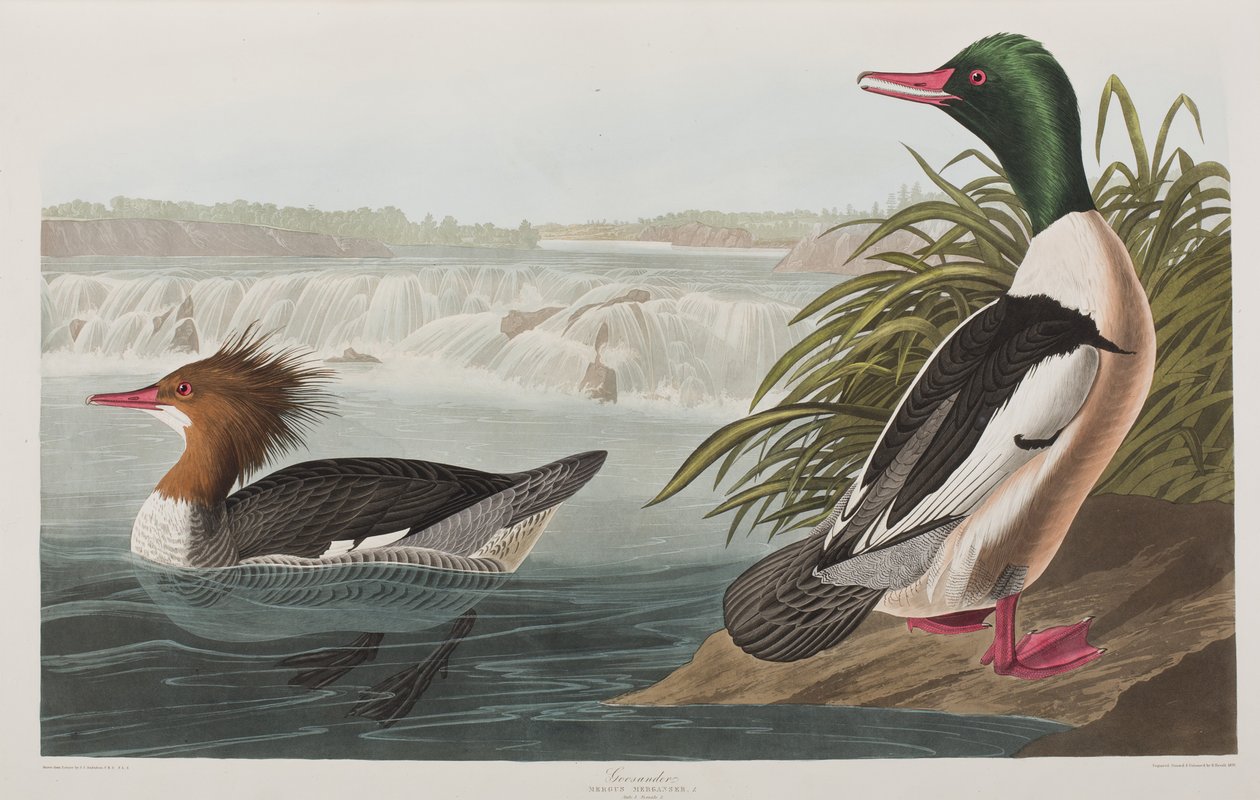Illustration från "Birds of America" av John James Audubon