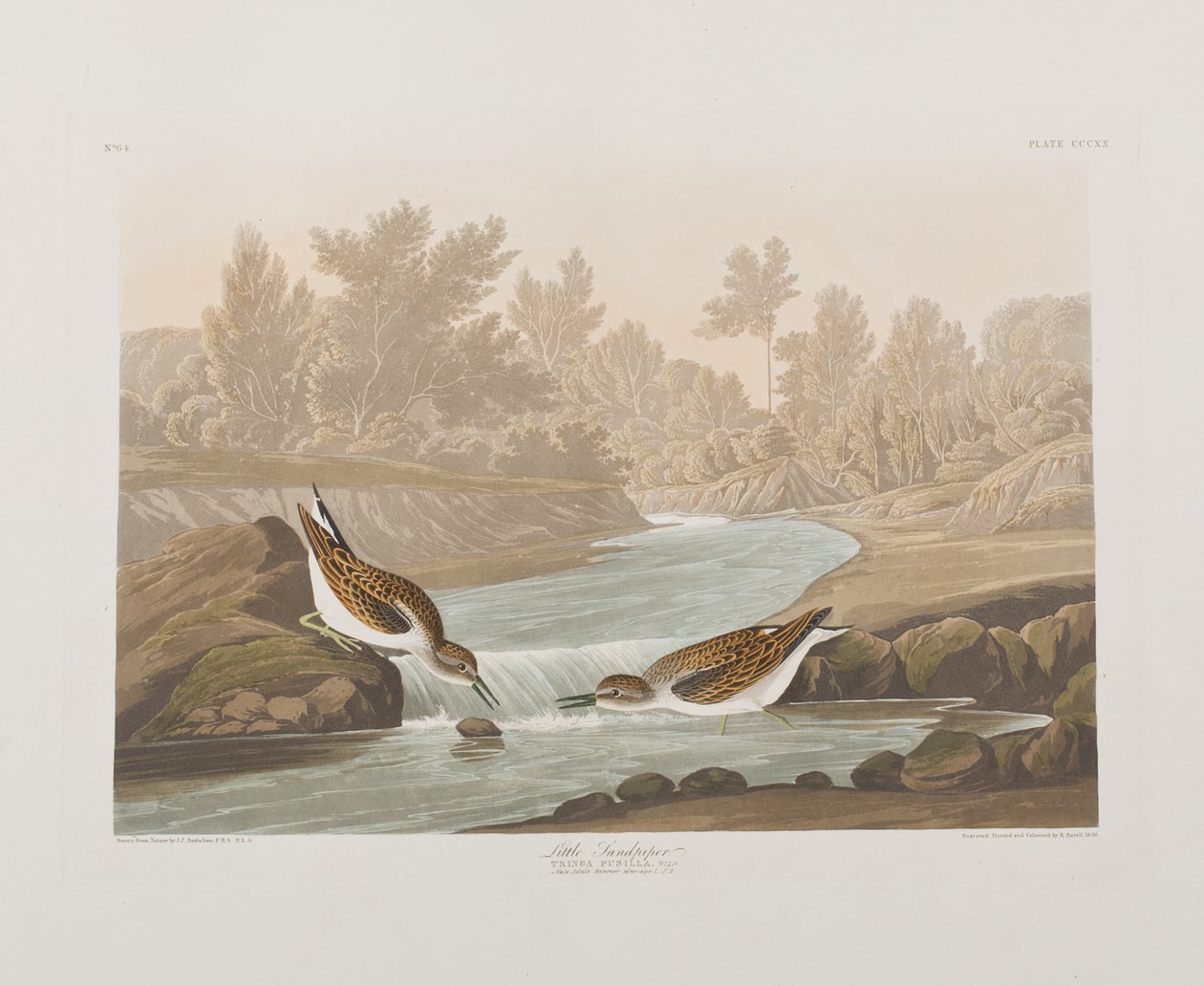 Illustration från "Birds of America" av John James Audubon