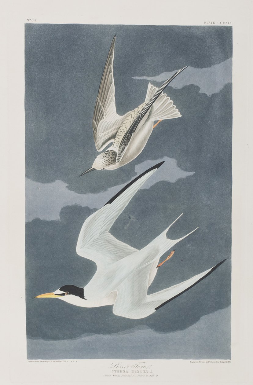 Illustration från "Birds of America" av John James Audubon