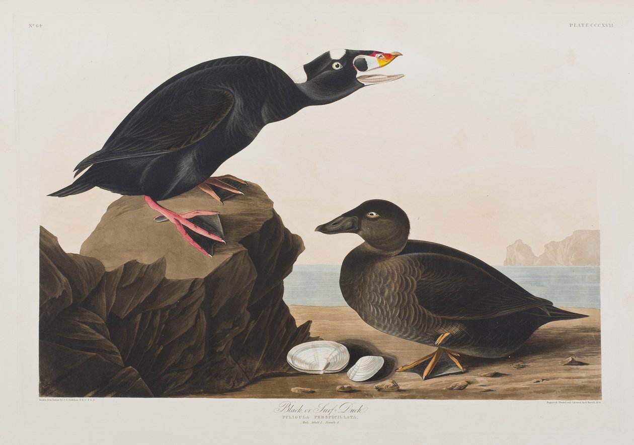 Illustration från "Birds of America" av John James Audubon