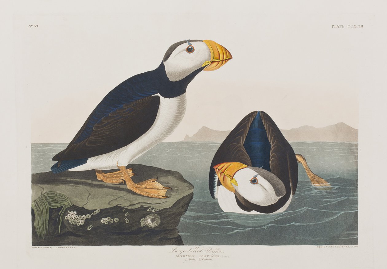 Illustration från "Birds of America" av John James Audubon