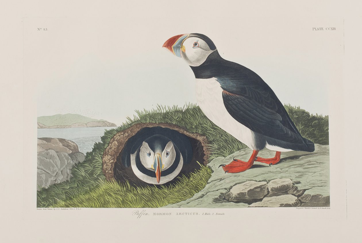 Illustration från "Birds of America" av John James Audubon