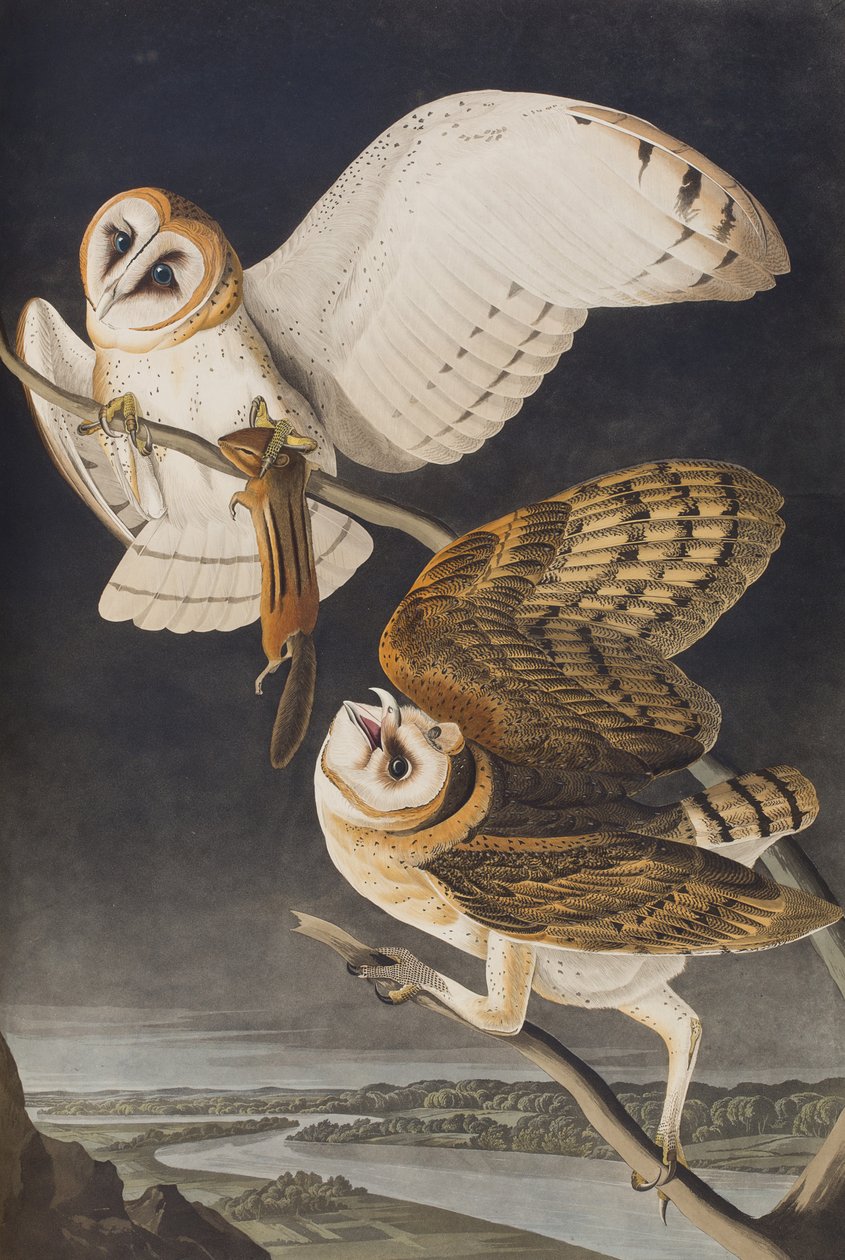 Illustration från "Birds of America" av John James Audubon