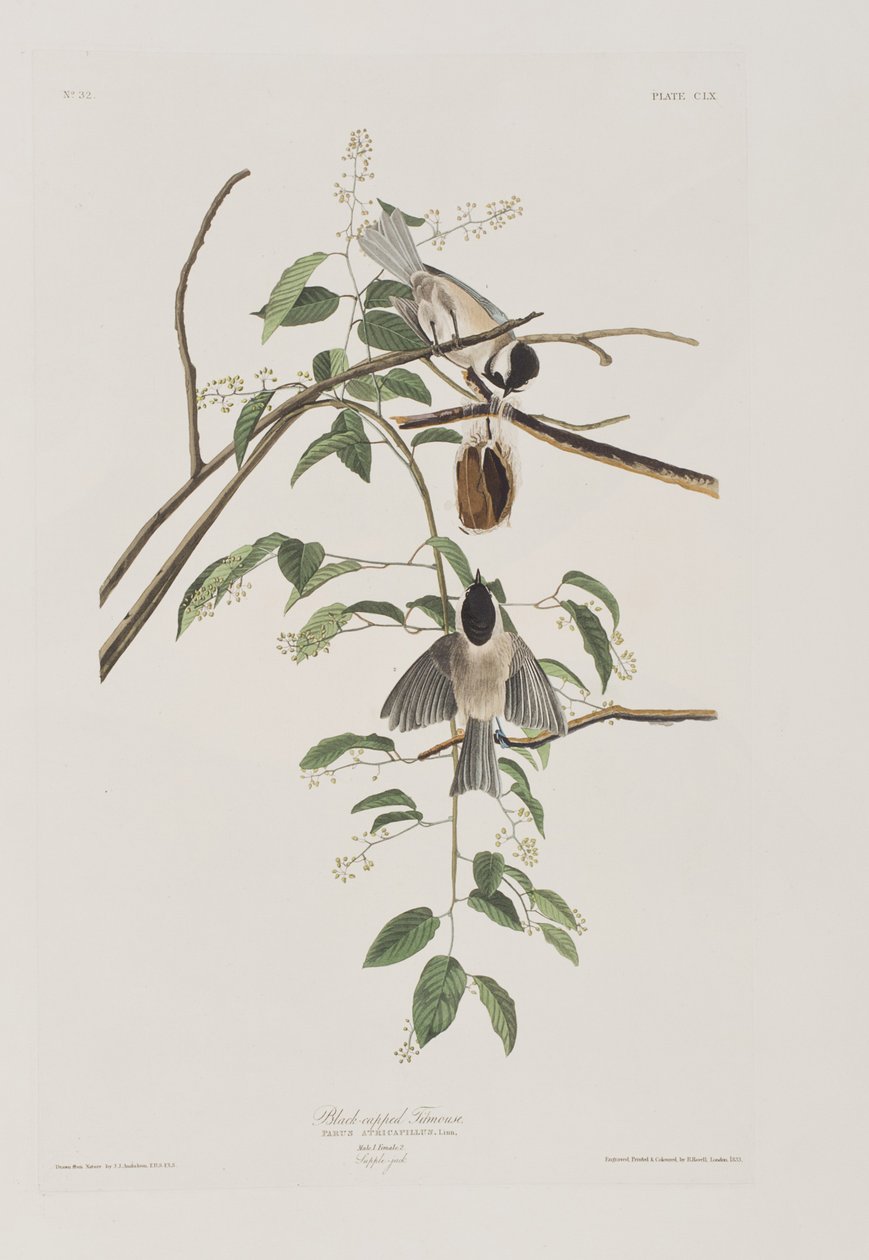 Illustration från "Birds of America" av John James Audubon