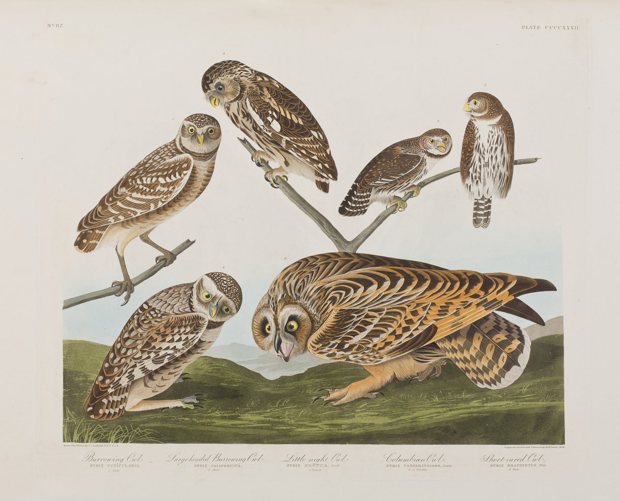Illustration från "Birds of America" av John James Audubon