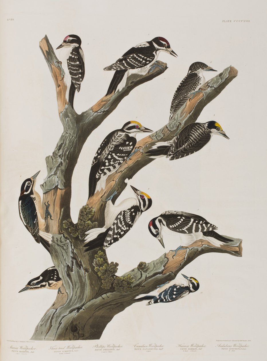 Illustration från "Birds of America" av John James Audubon