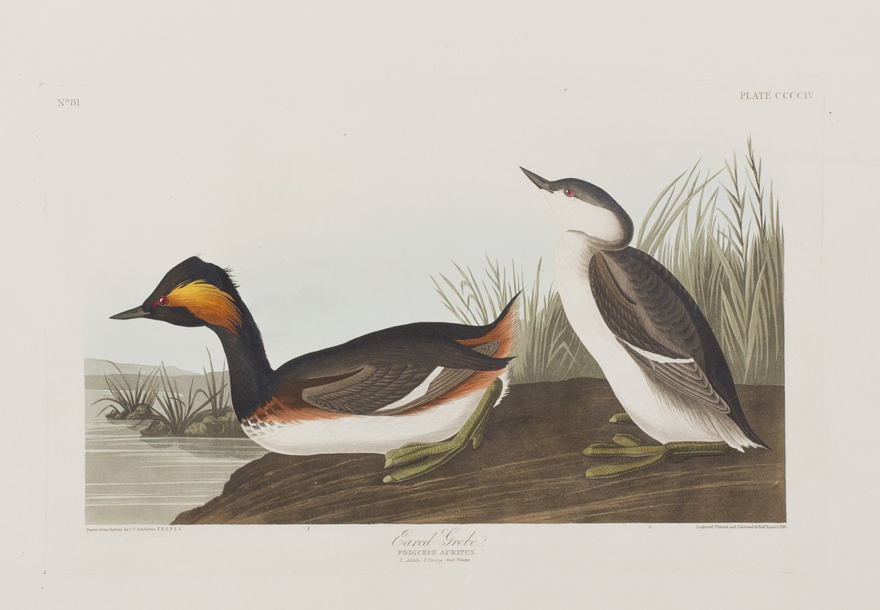Illustration från "Birds of America" av John James Audubon