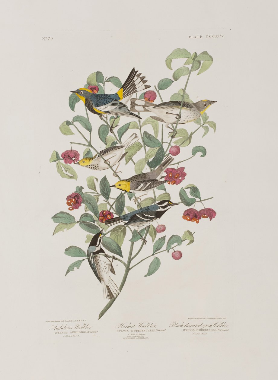 Illustration från "Birds of America" av John James Audubon