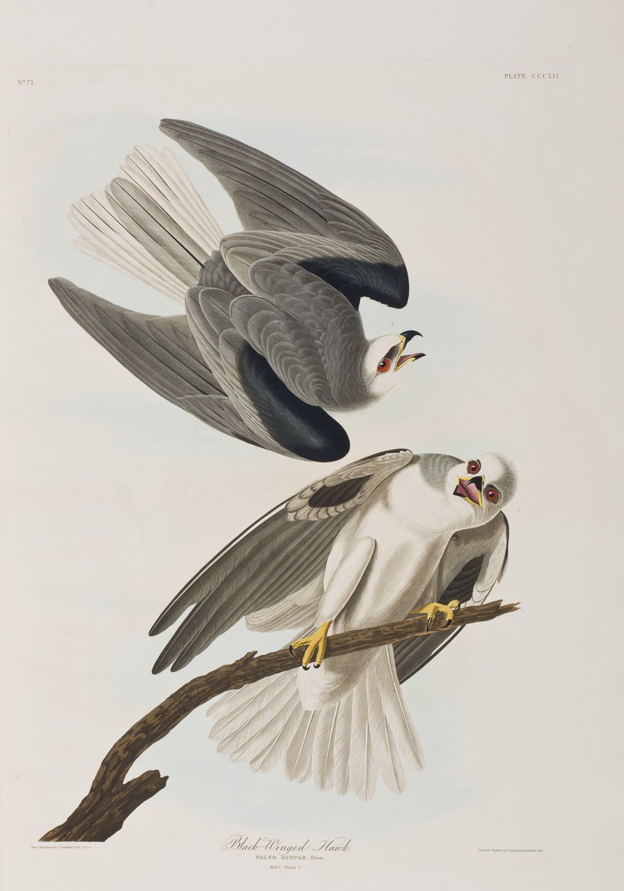 Illustration från "Birds of America" av John James Audubon