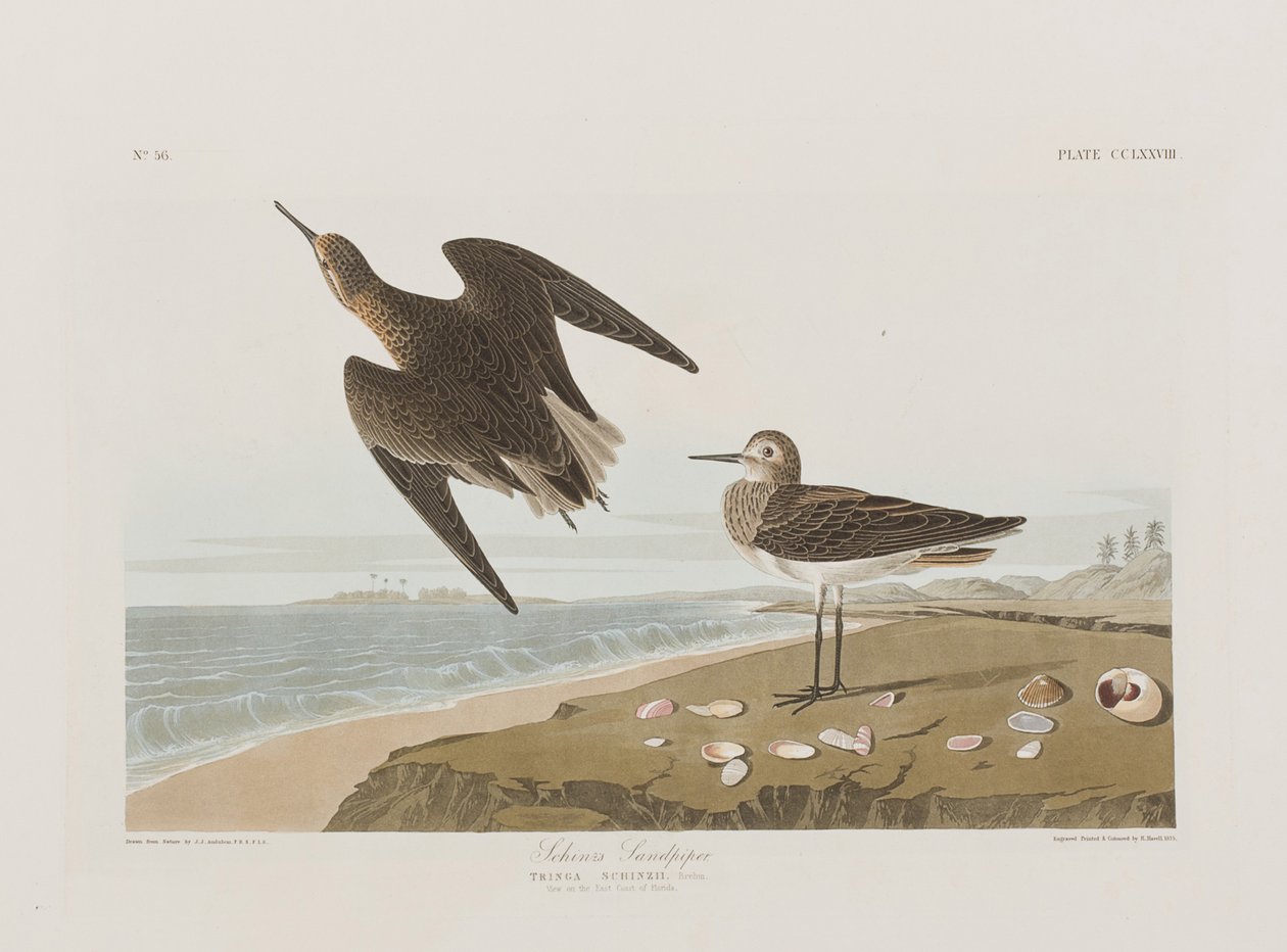 Illustration från "Birds of America" av John James Audubon
