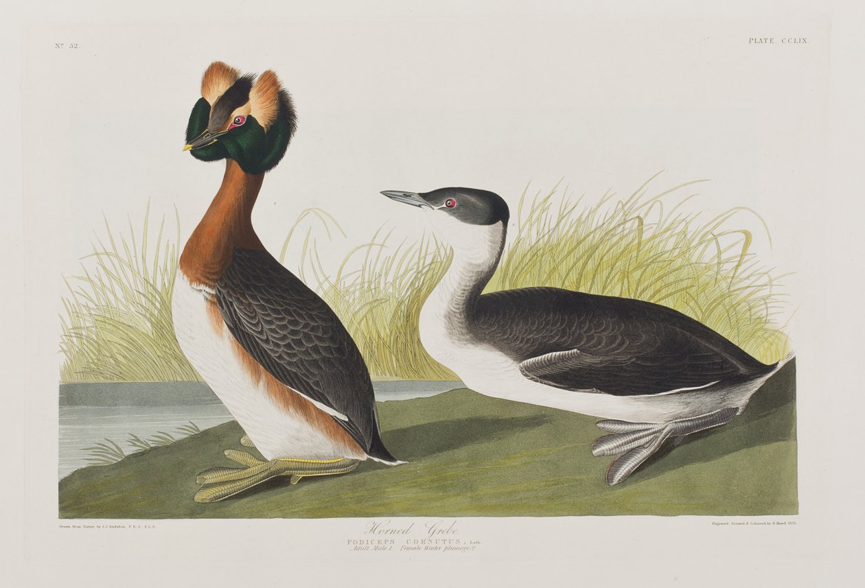Illustration från "Birds of America" av John James Audubon