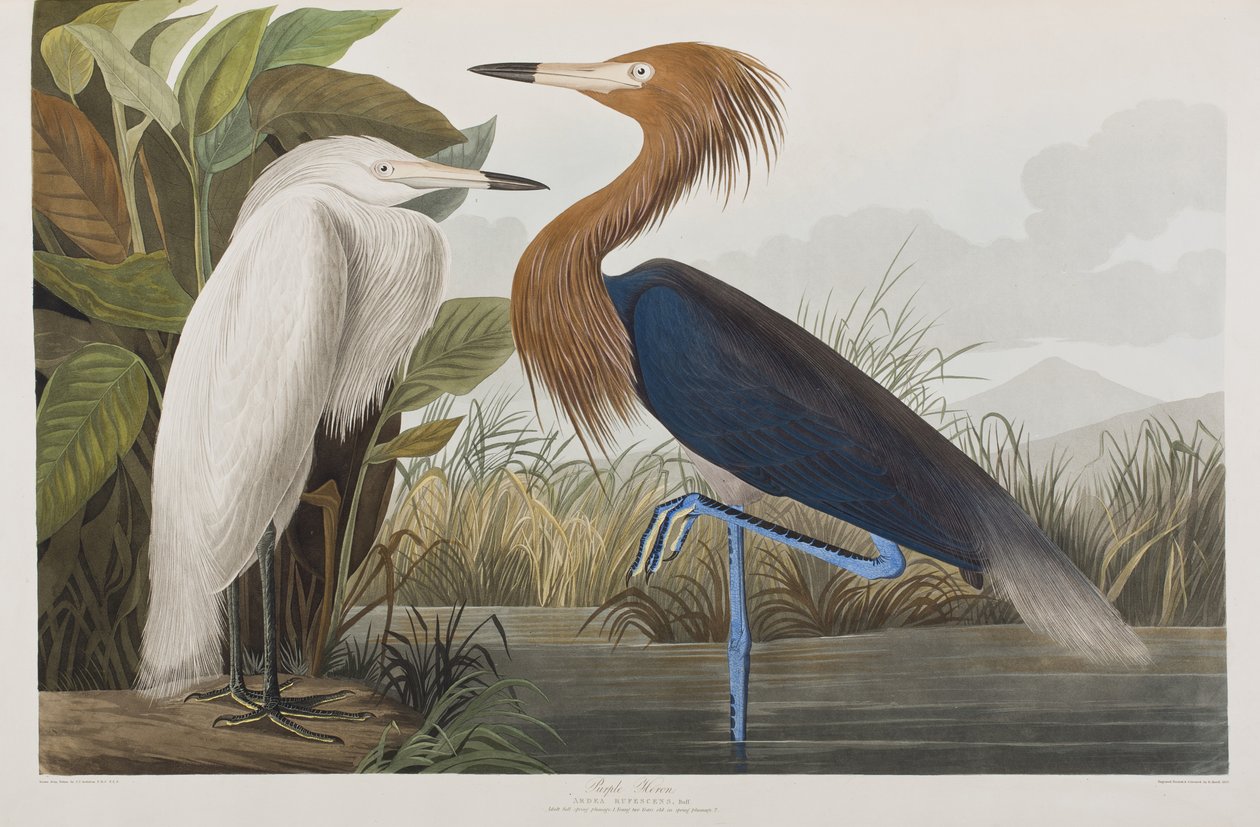 Illustration från "Birds of America" av John James Audubon