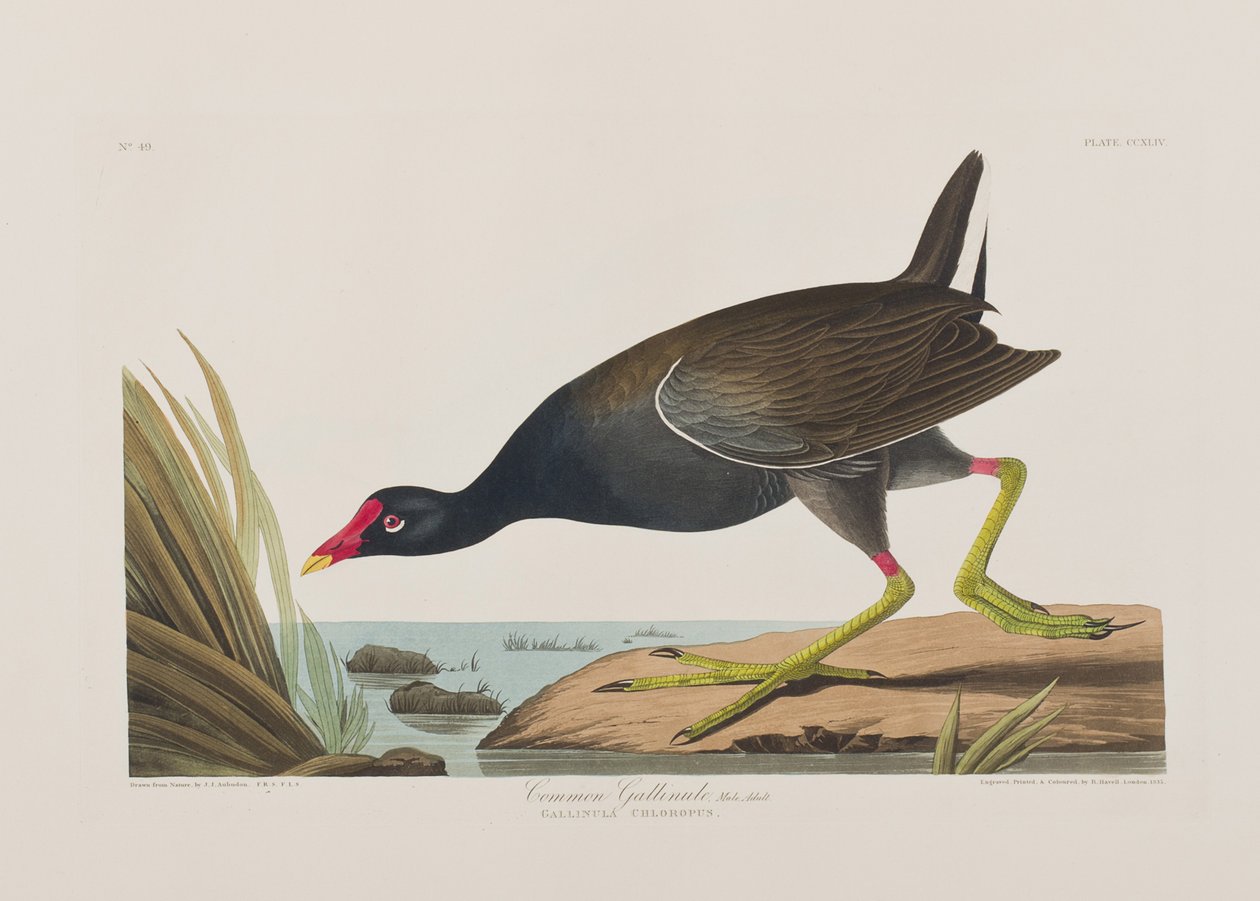 Illustration från "Birds of America" av John James Audubon